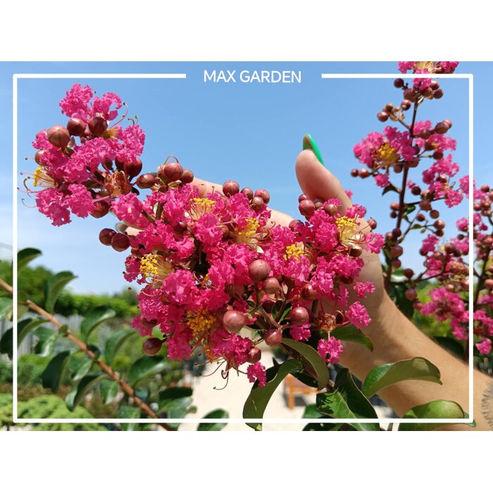 Myrta krepová ´Caroline Beauty´ – Malinovo-červený okrasný ker do záhradyč