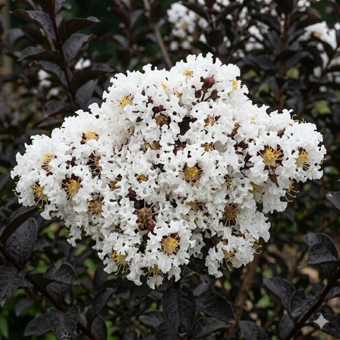 Myrta krepová Black Solitaire ´Coconut Sorbet´ na kmienku – Čierne listy