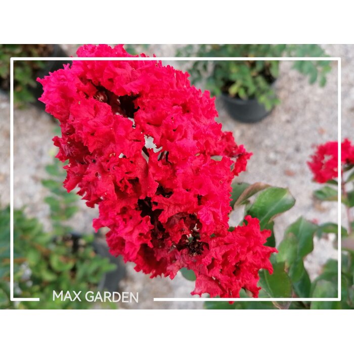 Myrta krepová - Lagerstroemia indica ´DYNAMITE´ - na 1/2 kmeni (stromček)