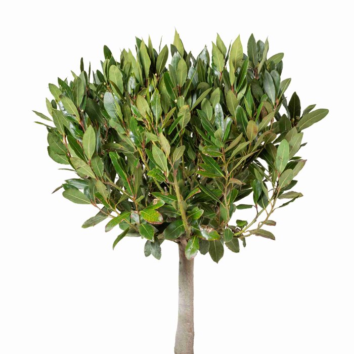 Vavrín pravý (Bobkový list) – aromatický ker a korenie