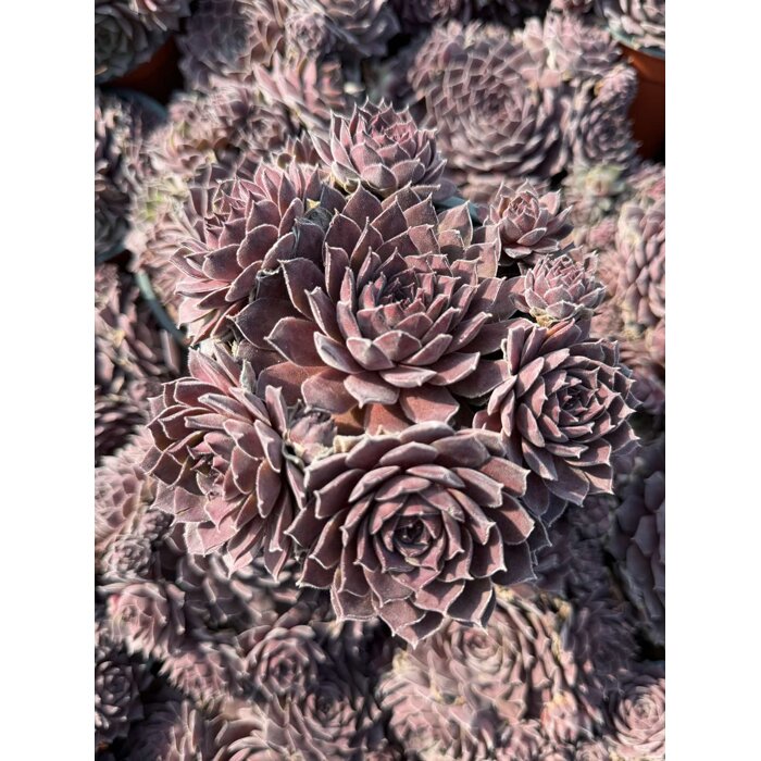 Skalná ruža - Sempervivum - sp. 17