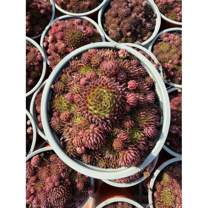 Skalná ruža - Sempervivum - sp. 17