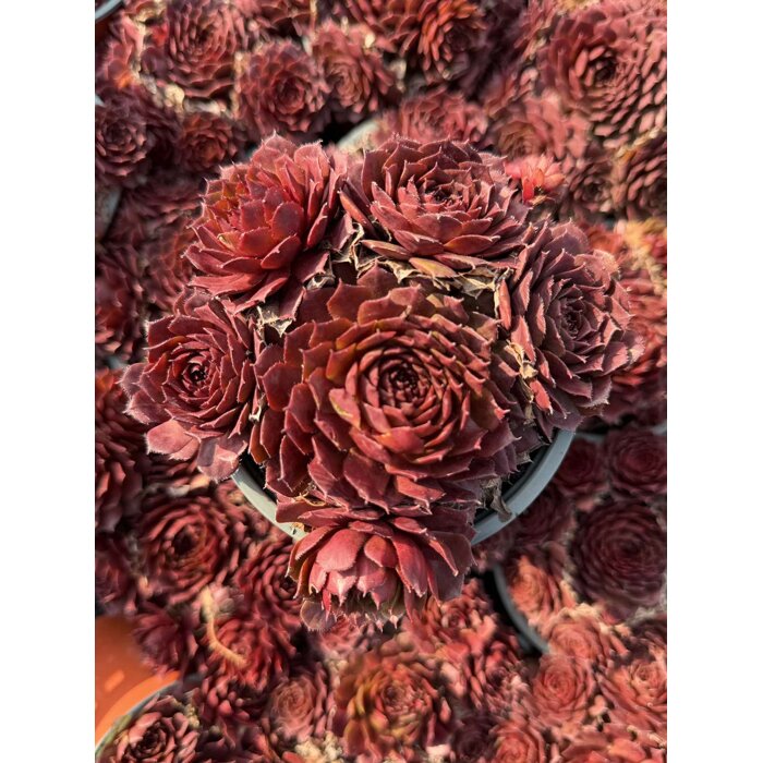 Skalná ruža - Sempervivum - sp. 17