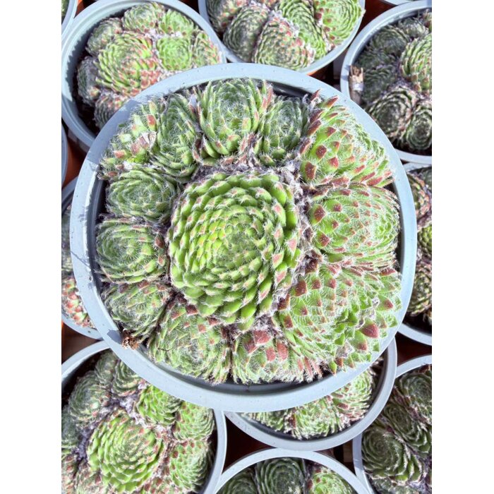 Skalná ruža - Sempervivum - sp. 17