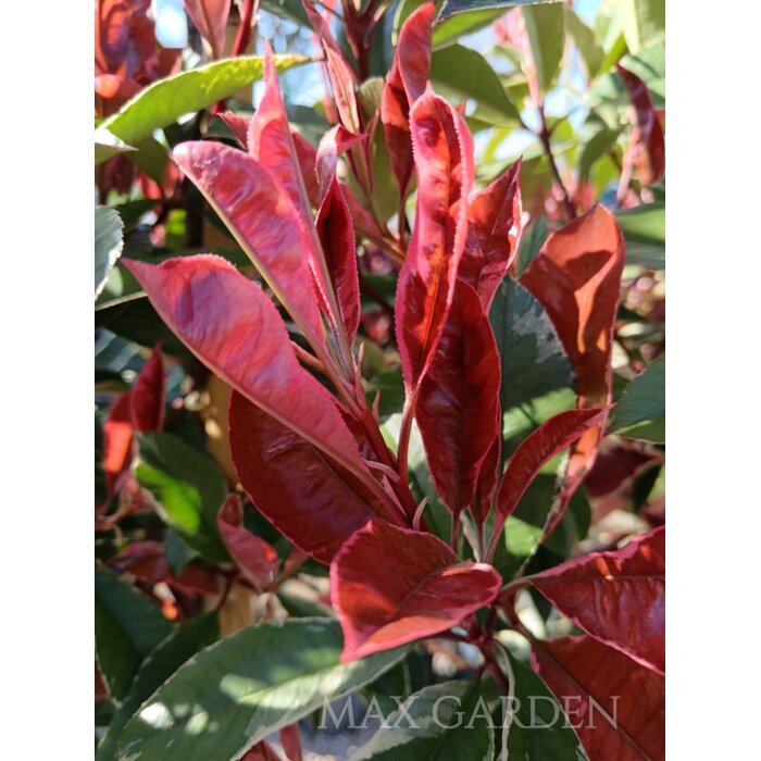 Fotínia ´Pink Marble´ na špirálovom kmeni – Umelecký solitér