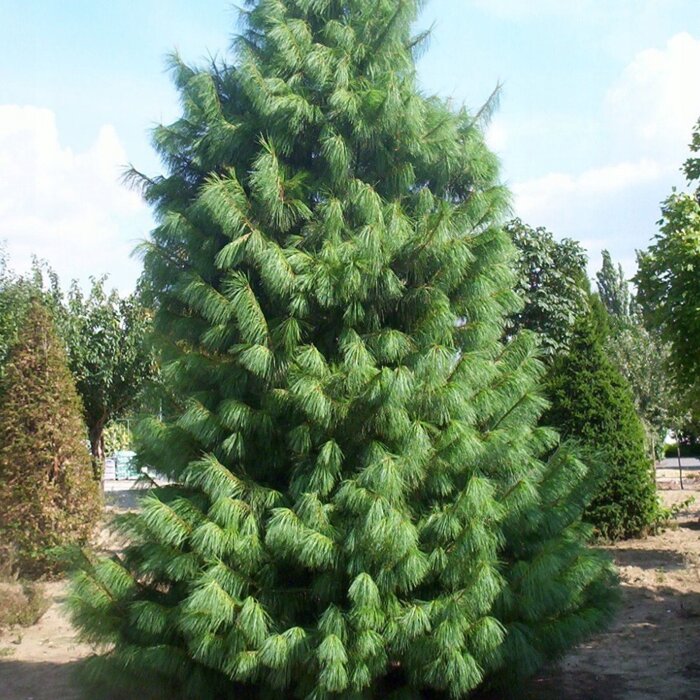 Borovica himalájska (Pinus wallichiana) – Elegantná borovica