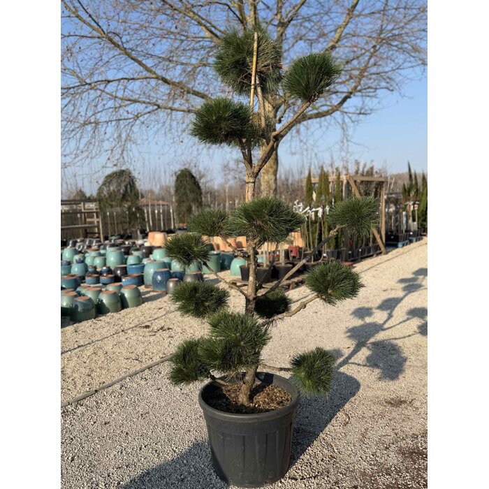 Borovica japonská ´Sayonara´ BONSAI – Exkluzívne Niwaki