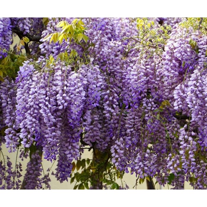 Vistéria ´Murasaki Kapitan´ – Voňavá fialová popínavka