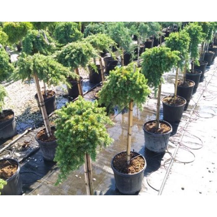 Borievka ´Blue Pacific´ na kmeni – Previsnutý stromček s modrým ihličím