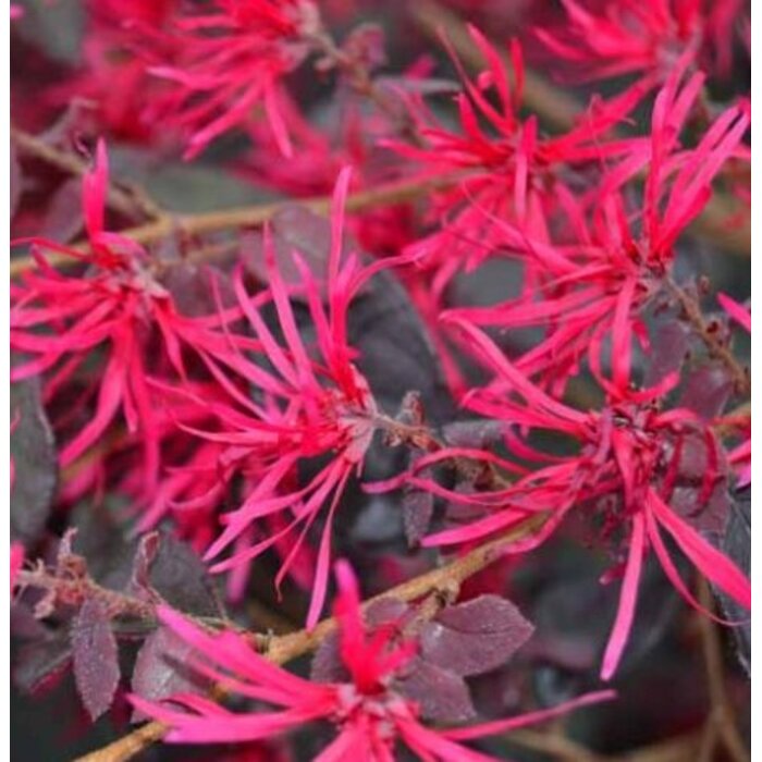 Loropetalum chinense ´Rubrum´ bonsai – Purpurový skvost s ružovými kvetmi