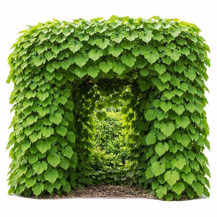 Aristolochia macrophylla, vlkovec veľkolistý, popínavé rastliny do tieňa, rýchlorastúce liany, vlkov