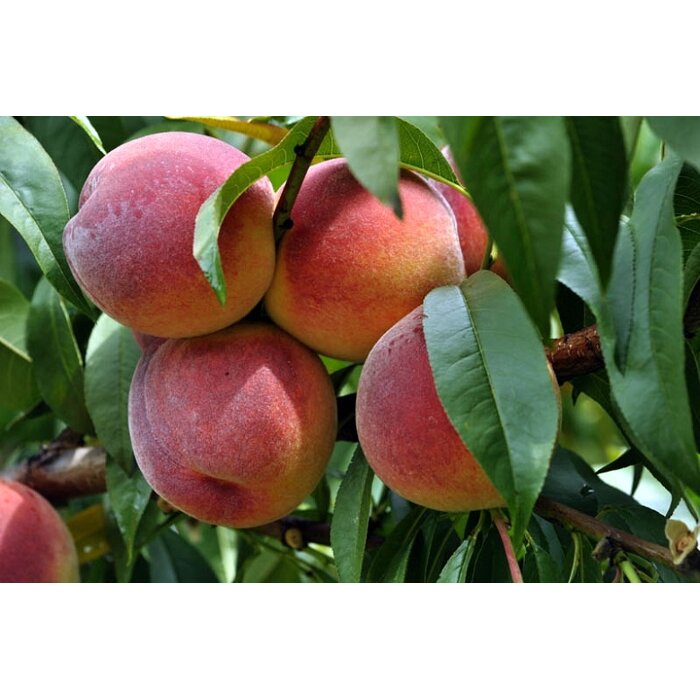 Broskyňa stredne skorá ´Redhaven´ – Najlepšia odroda pre vašu záhradu