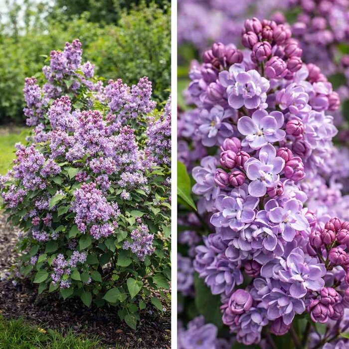 Orgován obyčajný ´Princesse Sturdza´ – Obrie súkvetia a kráľovská vôňa