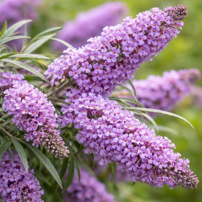 Budleja striedavolistá ´Unique´ – Kompaktný motýlí ker na balkón aj záhon