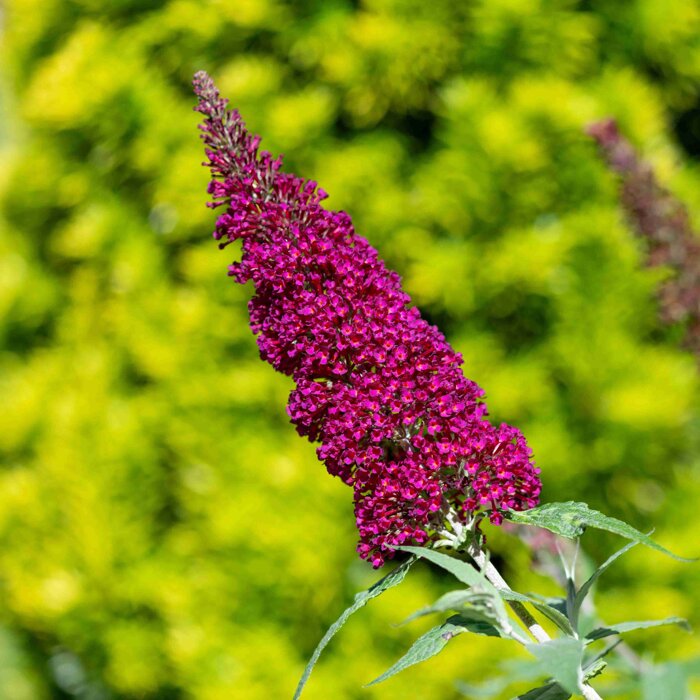 Budleja Davidova ´Magenta Munchkin´ – Trpasličí ker so sýto fialovým kvetom