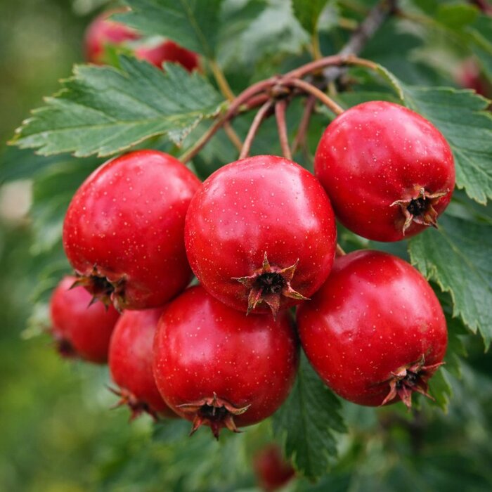 Hloh perovitý ´Big Mano Mao´ – Veľkoplodý liečivý hloh