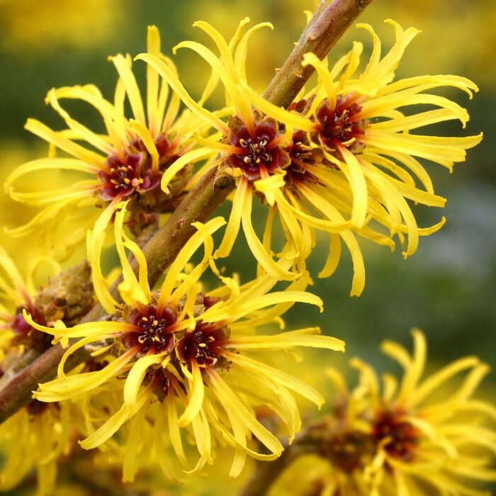 Hamamel mäkký ´Pallida´ – Najvoňavejší žltý zimný ker