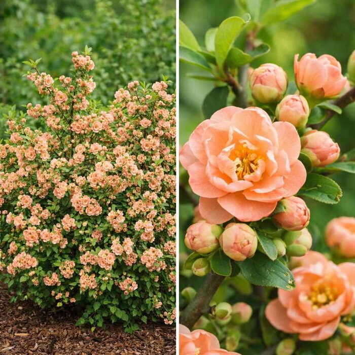 Dulovec japonský ´Geisha Girl´ – Marhuľový kvitnúci ker