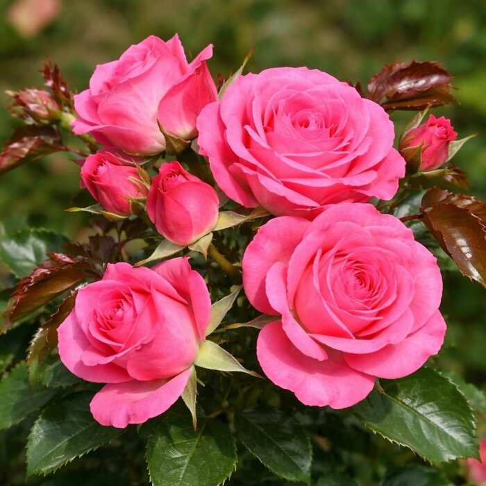 Ruža na kmienku ´Xenia´® – Nádherný ružový stromček s ADR