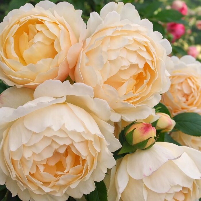 Popínavá ruža ´Wollerton Old Hall´ – Najvoňavejšia anglická ruža