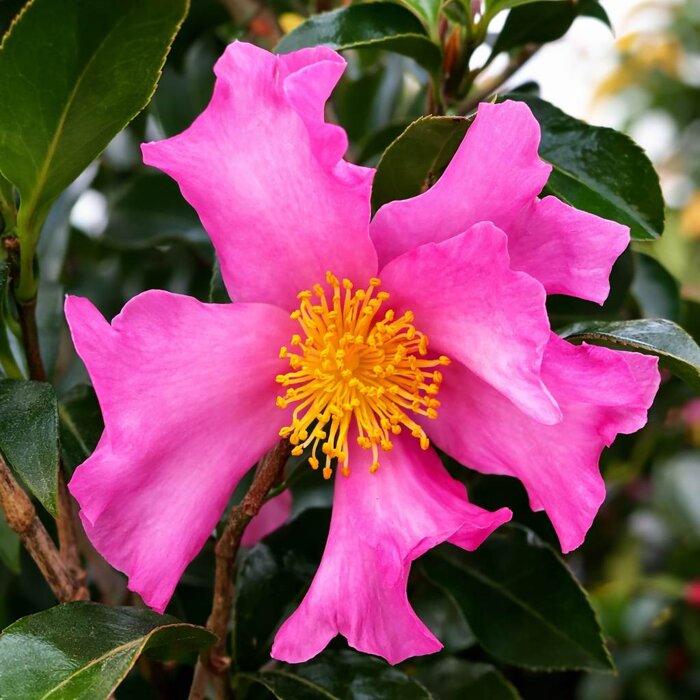 Kamélia sasanqua ´Cleopatra´ – Voňavá jesenná radosť s ružovými kvetmi