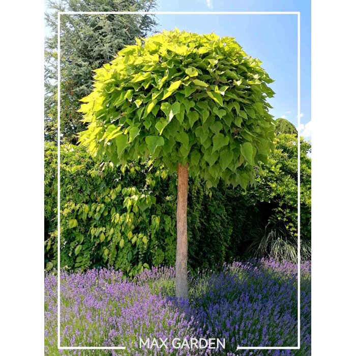 Katalpa trubačovitá ´Nana´ na kmeni 200/220 cm – Guľovitá koruna