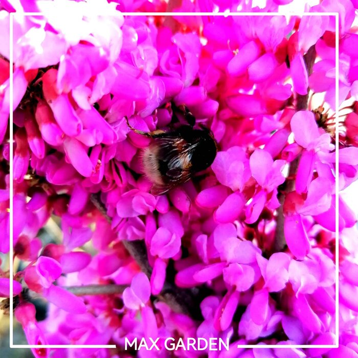 Judášovec čínsky ´Avondale´ – Najbohatšie kvitnúci judášovec