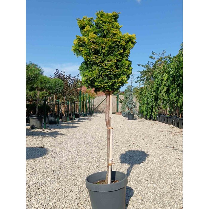 Cypruštek tupolistý ´Nana Gracilis´ na kmeni – Japonská elegancia