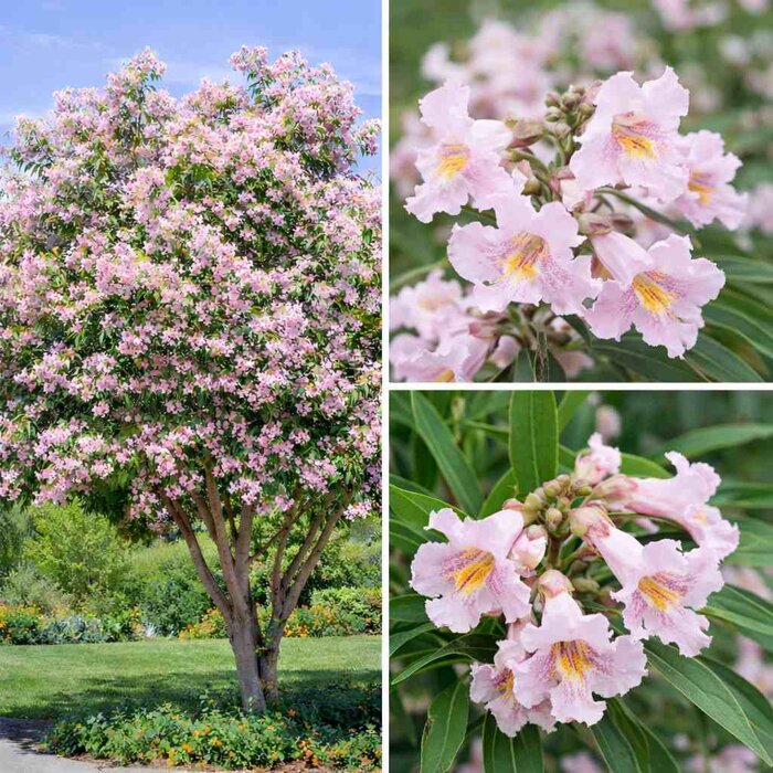 Chitalpa taškentská na kmeni – Exotický kvitnúci strom