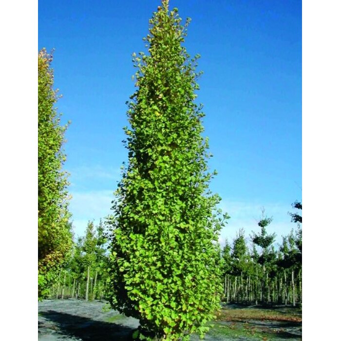 Ginko dvojlaločné ´Fastigiata Blagon´ – Štíhly stĺpovitý strom