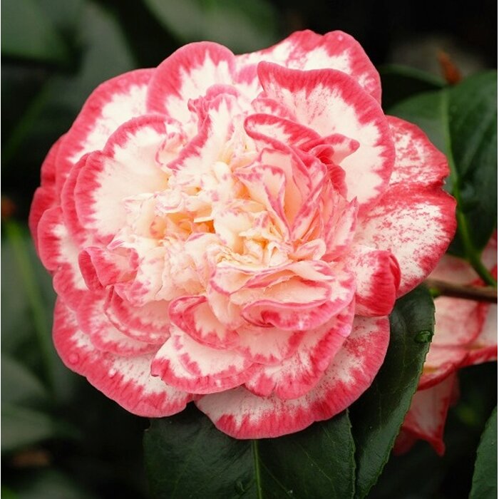 Kamélia japonská ´Margaret Davis´ – Elegantná kráska s lemovaným kvetom