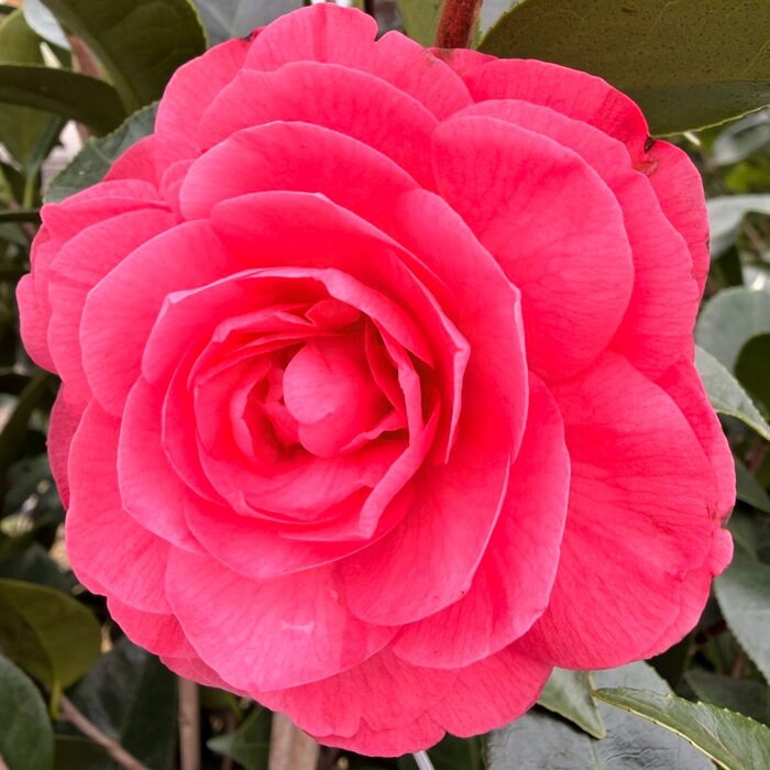 Kamélia japonská ´Lavinia Maggi´ – Unikátna bielo-ružová aristokratka