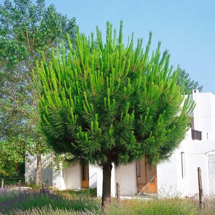 Borovica píniová ´Pinus pinea´ na kmeni – Stredomorský stromček na terasu