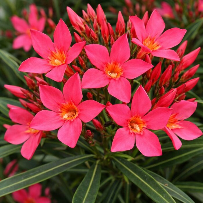 Oleander obyčajný ´Papa Gambetta´ – Červeno-oranžový kvitnúci skvost