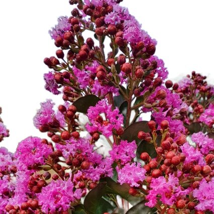 Lagerstroémia indická ´Maroon Star´ na kmeni – Žiarivý fialový skvost
