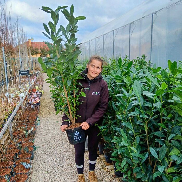 Vavrínovec lekársky ´Elly´ – Štíhly živý plot pre úzke záhrady