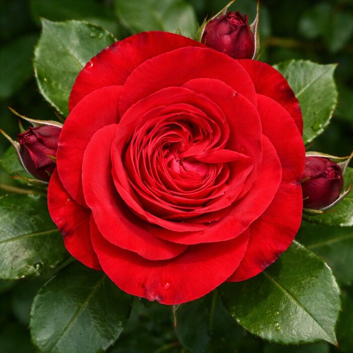 Ruža ´Eleganza Antique Tiamo´ – Nostalgická červená kráska do záhrady