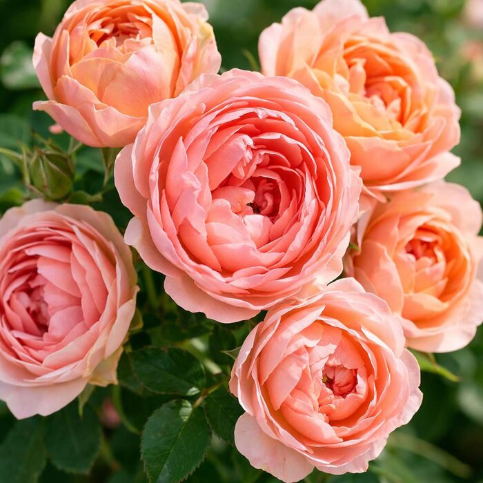 Ruža ´Auguste Escoffier´ – Omamne voňavý marhuľový čajohybrid