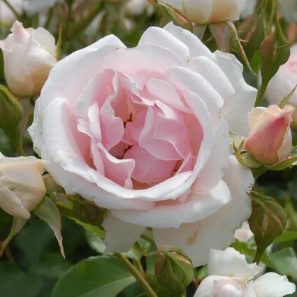 Ruža na kmienku ´Bledoružová´ – Elegantný kvetinový stromček