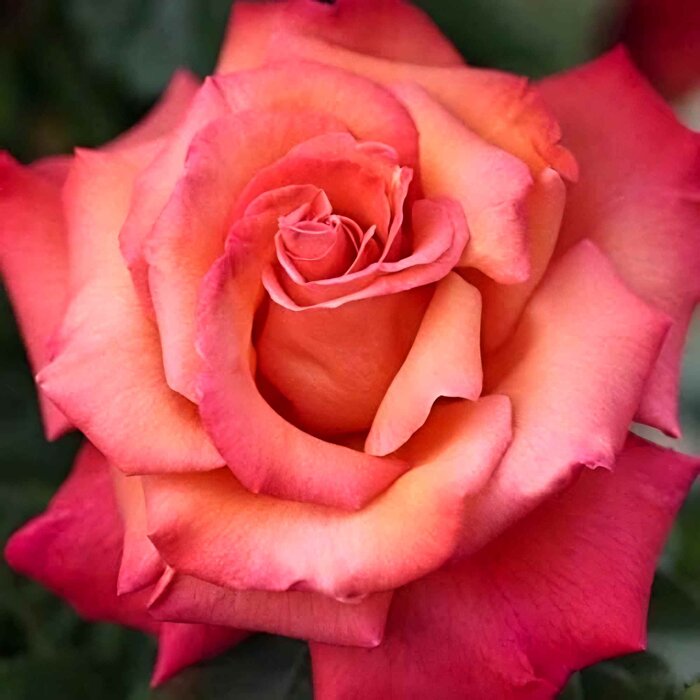 Ruža na kmeni ´Cristoforo Colombo´ – Oranžovo-medená elegancia