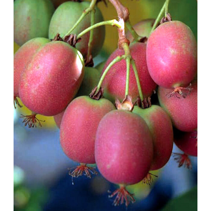 Červené mini kivi ´Red Jumbo´ (Actinidia arguta) – BIO kvalita