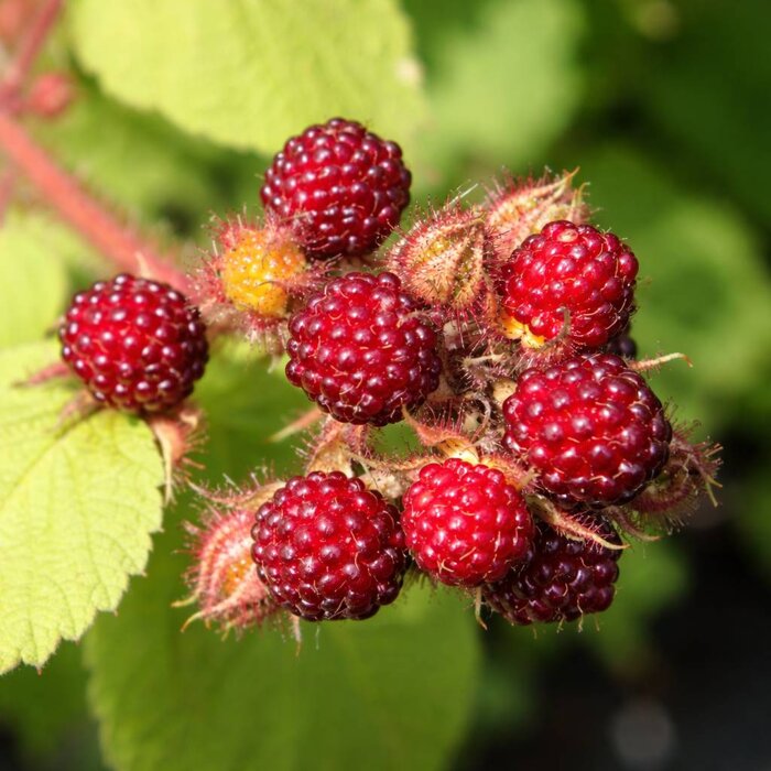 BIO ostružina japonská (Rubus phoenicolasius) – Exotické ovocie
