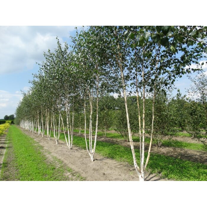 Breza úžitočná 'Doorenbos' viackmeň – Snehobiela dominanta