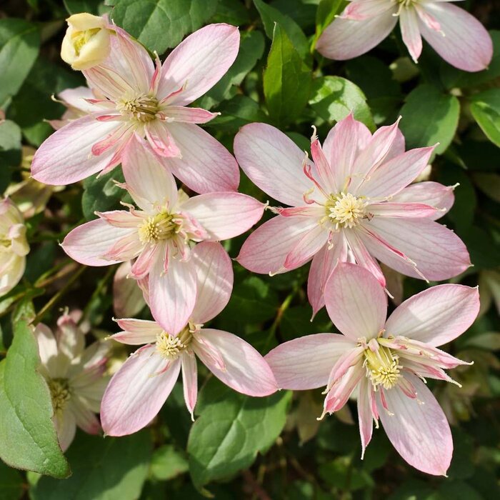 Plamienok horský 'Marjorie' – Poloplný lososový skvost s vôňou