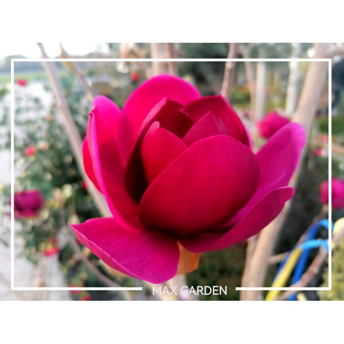 Magnólia ´Genie´ – Tmavopurpurová kráska do každej záhrady