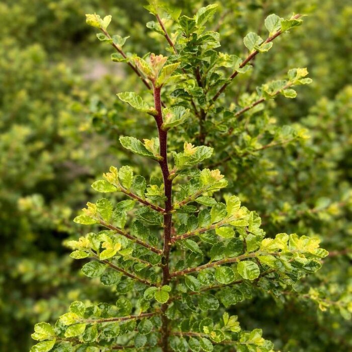 Brest drobnolistý 'Seiju' – Unikátny zakrpatený ker s korkovou kôrou
