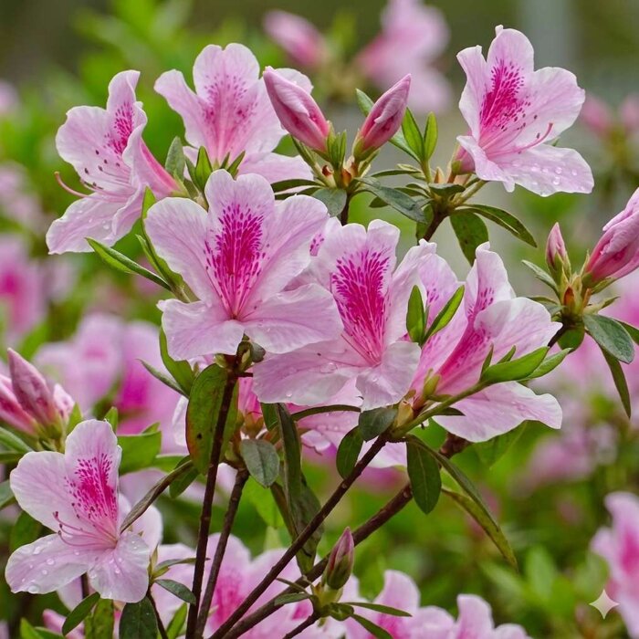 Azalka japonská 'Hong Kong' – Nežná levanduľová ozdoba polotieňa