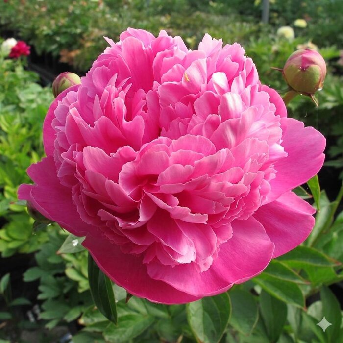 Pivonka čínska 'Bouquet Perfect' – Ružový skvost do každej vázy