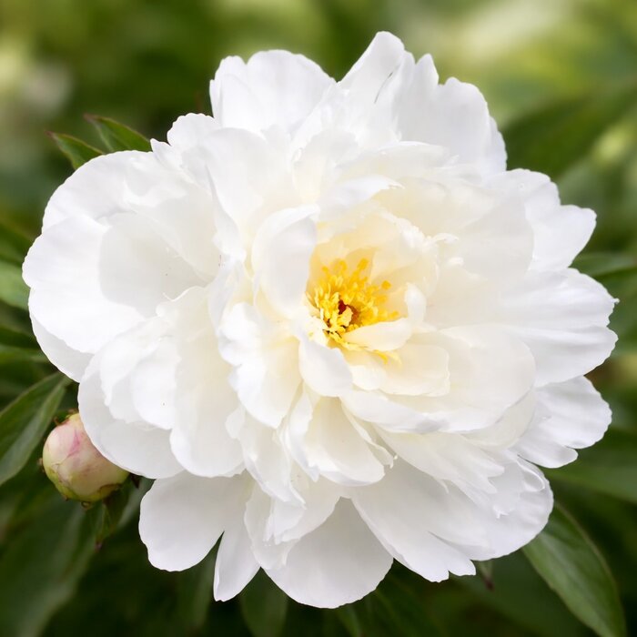 Pivonka čínska 'Gardenia' – Krémovo-biela voňavá krása