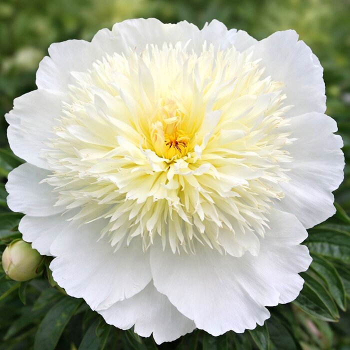 Pivonka čínska 'Immaculee' – Nežná biela trvalka do záhrady